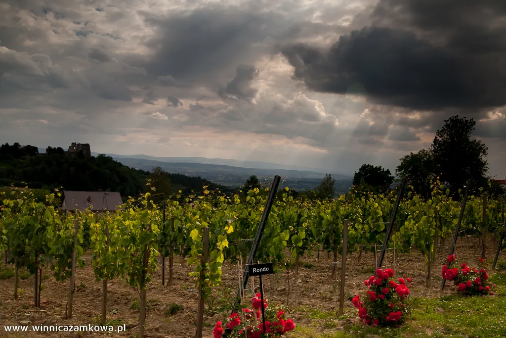Rzędy winorośli odmiany Rondo, w tle ruiny zamku Kamieniec